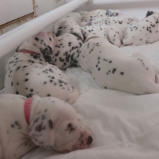 Image pour l'annonce Adoptez votre chiot dalmatien LOF né le 13/05/17 testé PEA