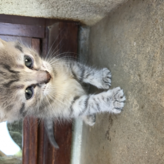 Image pour l'annonce Donne chaton femelle