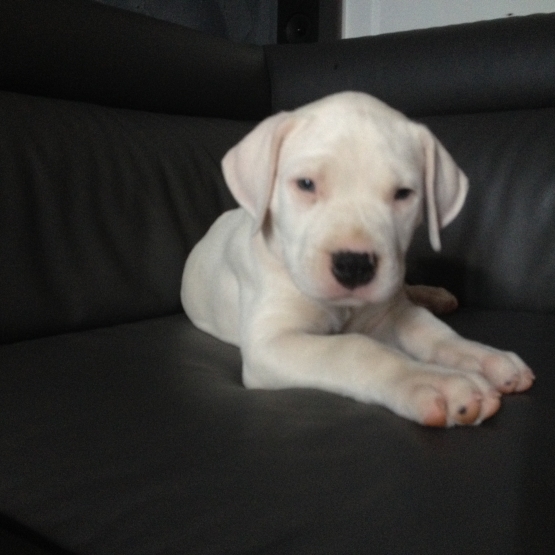 Image pour l'annonce Chiot dogue argentin