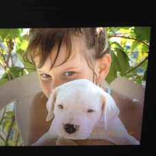 Image pour l'annonce Chiot dogue argentin
