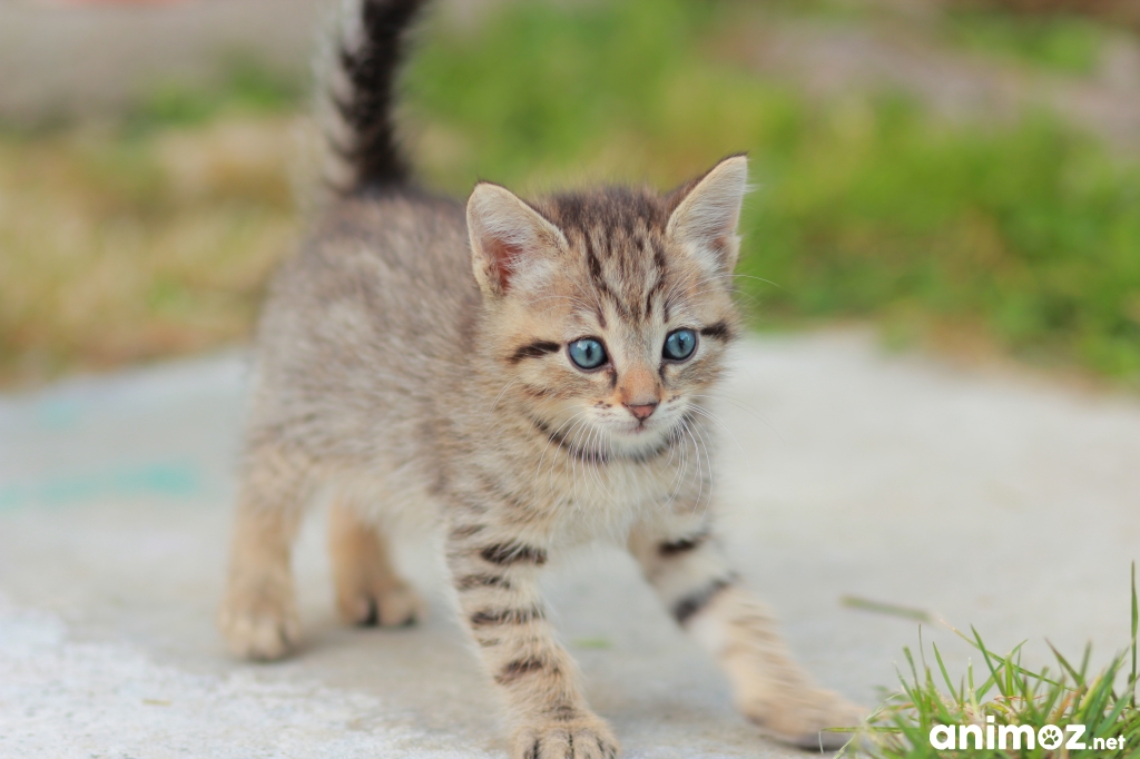 Donne chatons contre bons soins DeuxSèvres (79) GRATUIT