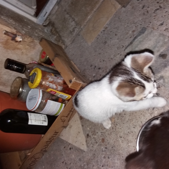 Image pour l'annonce Bebe chat a poil long