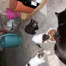 Image pour l'annonce Bebe chat a poil long