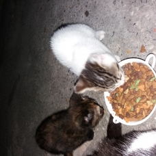 Image pour l'annonce Bebe chat a poil long