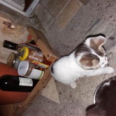 Image pour l'annonce Bebe chat a poil long