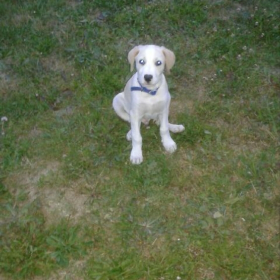 Image pour l'annonce Donne chiot type labrador