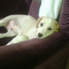 Image pour l'annonce Donne chiot type labrador