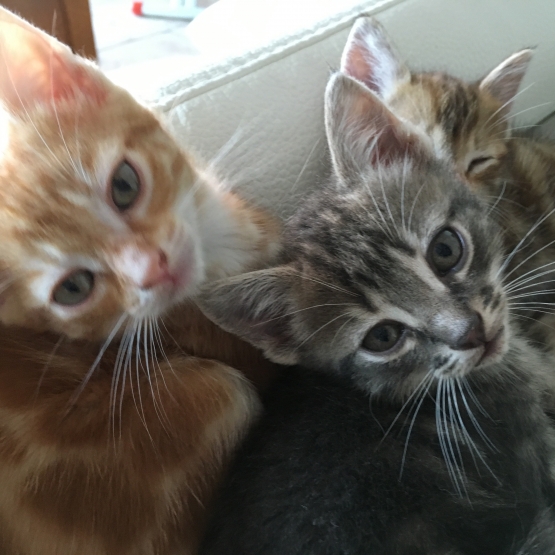 Image pour l'annonce Donne chatons mâle et femelle
