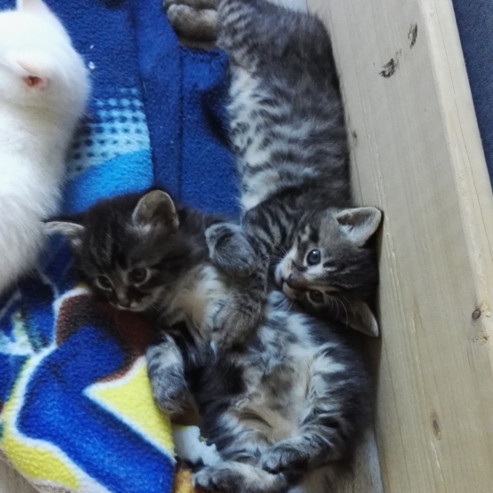 Image pour l'annonce Donne 2 chatons contre bons soins