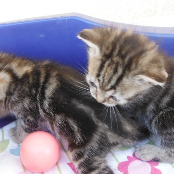 Image pour l'annonce donne chatons