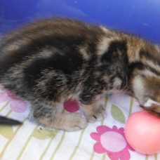 Image pour l'annonce donne chatons