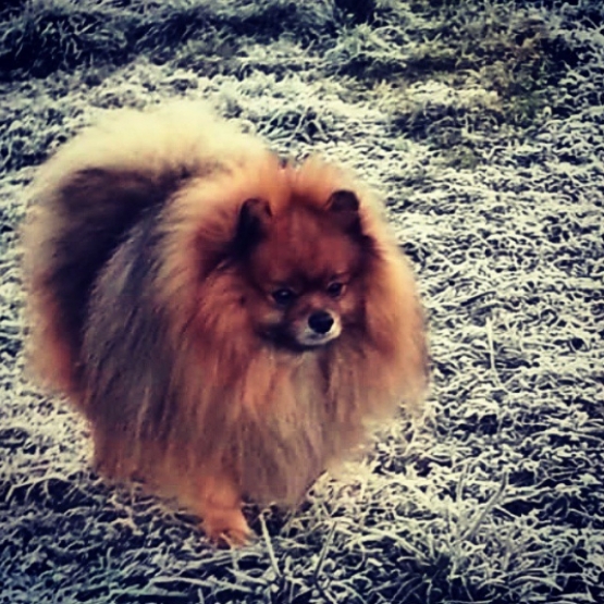 Image pour l'annonce Vends chiots spitz allemand