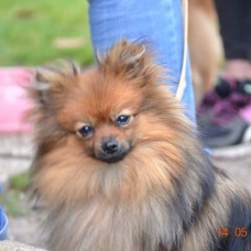 Image pour l'annonce Vends chiots spitz allemand