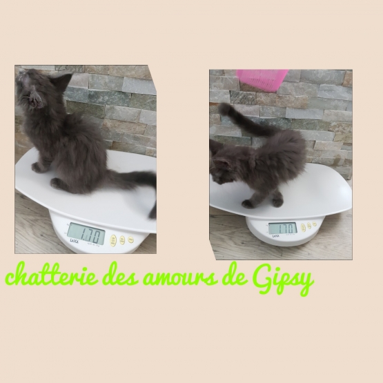 Image pour l'annonce Chaton maine coon xxl