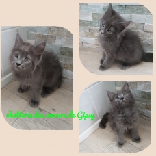 Image pour l'annonce Chaton maine coon xxl