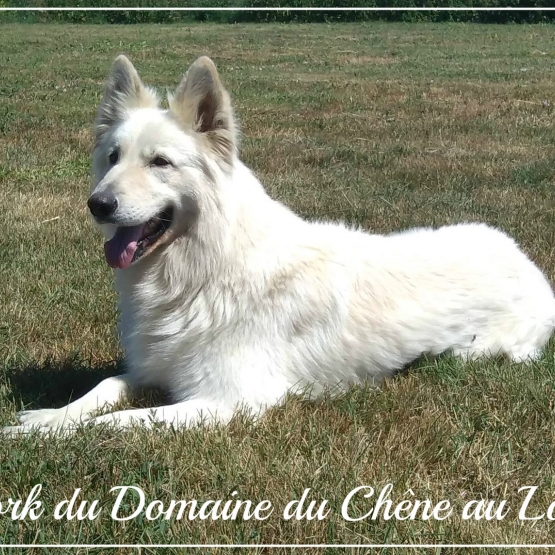Image pour l'annonce Chiots Berger blancs suisses, poil long à réserver