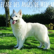 Image pour l'annonce Chiots Berger blancs suisses, poil long à réserver