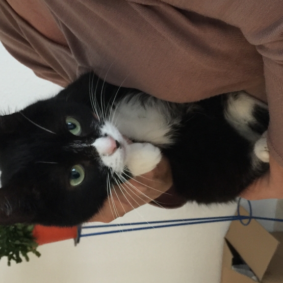 Image pour l'annonce donne Raiponce adorable chatte
