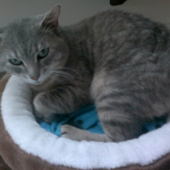 Image pour l'annonce (sauvetage) Cyrus, européen tigré gris, 4 ans 1/2, M, FIV+