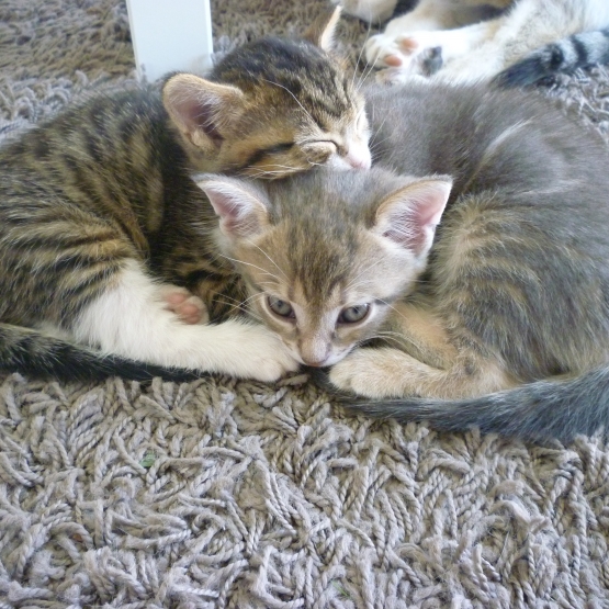 Image pour l'annonce Donne 2 chatons femelle..