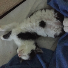 Image pour l'annonce Donne chaton