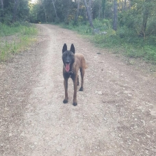 Image pour l'annonce Chien malinois de 1 ans à vendre