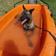 Image pour l'annonce Chien malinois de 1 ans à vendre