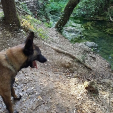Image pour l'annonce Chien malinois de 1 ans à vendre