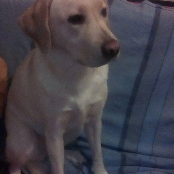 Image pour l'annonce donne labrador