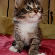 Image pour l'annonce Maine Coon classique et polydactyle