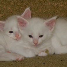 Image pour l'annonce Maine Coon classique et polydactyle