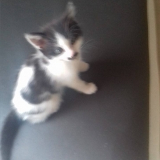 Image pour l'annonce Chatons à donner