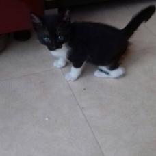 Image pour l'annonce Chatons à donner