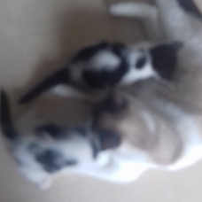 Image pour l'annonce Chatons à donner