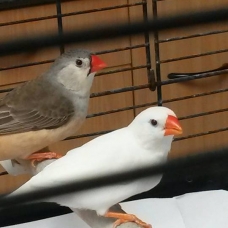 Image pour l'annonce Deux femelles diamants mandarins