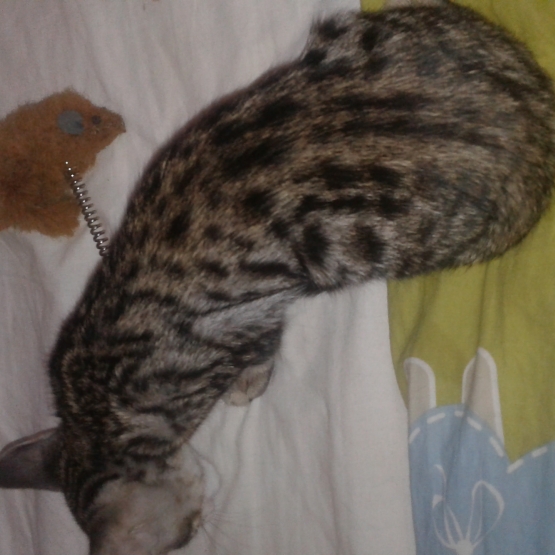 Image pour l'annonce chaton savannah