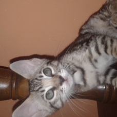 Image pour l'annonce chaton savannah