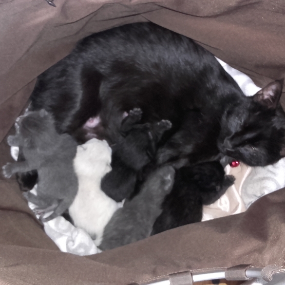 Image pour l'annonce Chatons à donner