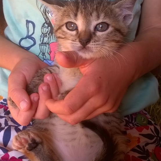 Image pour l'annonce donne chaton