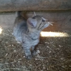Image pour l'annonce donne chaton