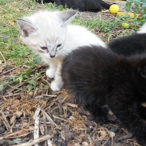 Image pour l'annonce Donne Chatons