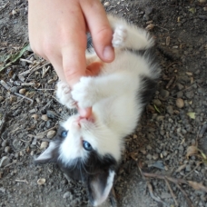 Image pour l'annonce Donne Chatons