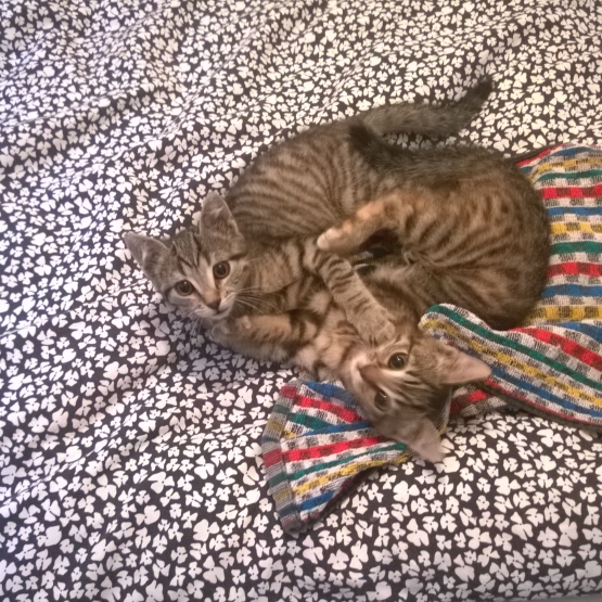 Image pour l'annonce Donne deux chatons