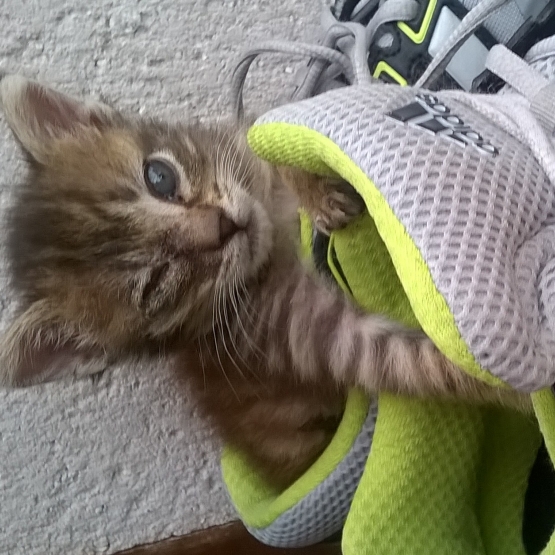 Image pour l'annonce Petit chaton très mignon