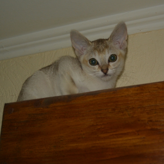 Image pour l'annonce Je vends chatons singapura