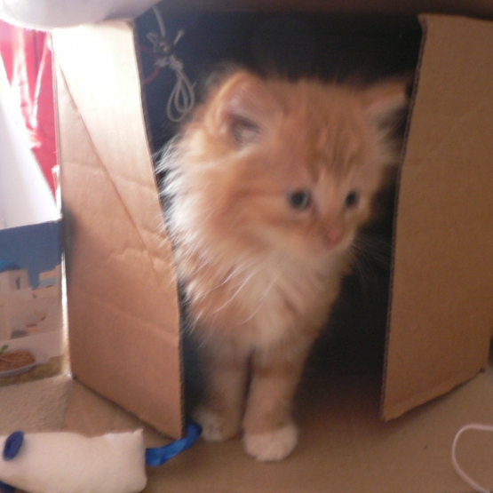 Image pour l'annonce A donner chaton roux à poils longs et petits chaussons blancs
