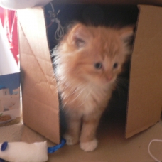 Image pour l'annonce A donner chaton roux à poils longs et petits chaussons blancs