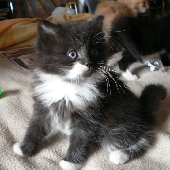 Image pour l'annonce Chaton noir et blanc à poils longs et petits chaussons blancs