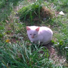 Image pour l'annonce Donne chatons