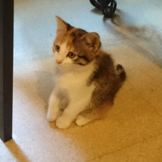 Image pour l'annonce Donne chatons